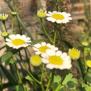 Meet your Posher, Amelie